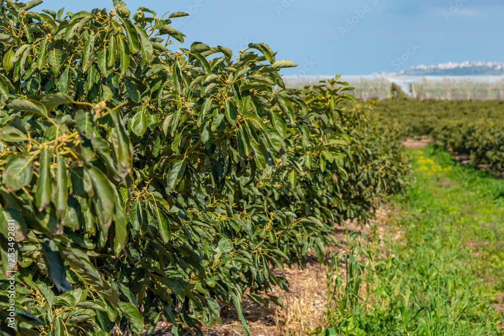 Avocado plantation field