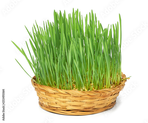 Green grass with dew drops sprouted from the wheat grains with roots on a white background