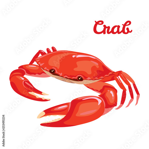 Red crab vector illustration in simple flat style isolated on white background. Seafood product design template. photo