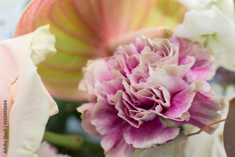 Obraz premium Macro delicate fresh pink rose flower. Wedding fresh flowers decoration