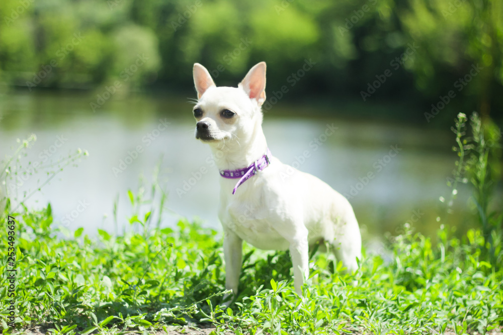 white chihuahua on the background of green grass in the spring park white chihuahua on the background of green grass in the spring park
