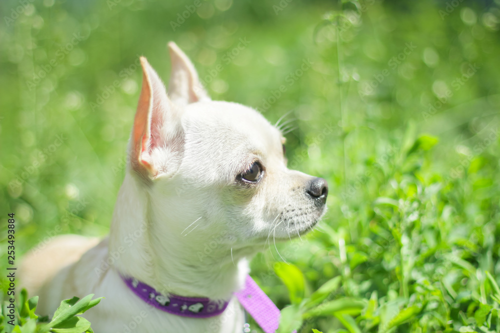 white chihuahua on the background of green grass in the spring park