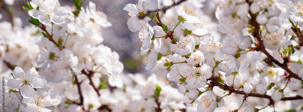 Banner spring flowers of plum tree on the branches. Banner spring flowers of plum tree on the branches.