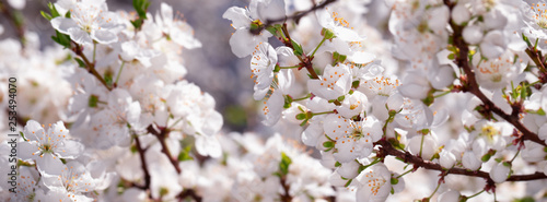 Photography Banner spring flowers of plum tree on the branches.
