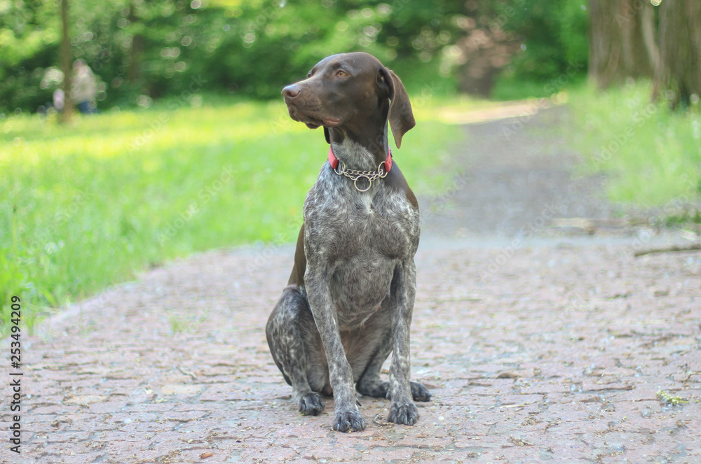German Shorthaired Pointer with panting tongue .kurzhaar.