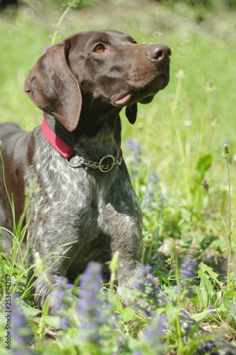 German Shorthaired Pointer with panting tongue .kurzhaar.