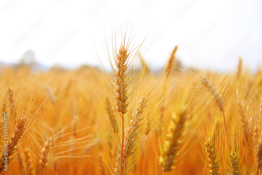 Rice fields in beautiful rice fields. Rice fields in beautiful rice fields.
