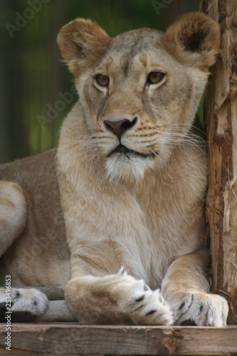 Elegance of a lion, Felsolajos Zoo © piroskant