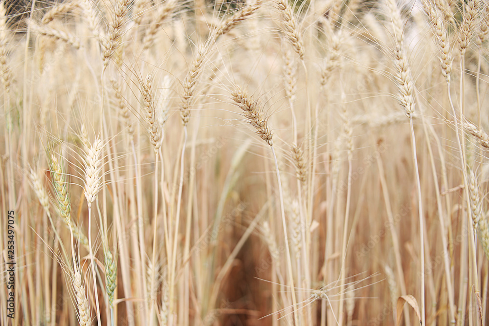 Rice fields in beautiful rice fields. Rice fields in beautiful rice fields.
