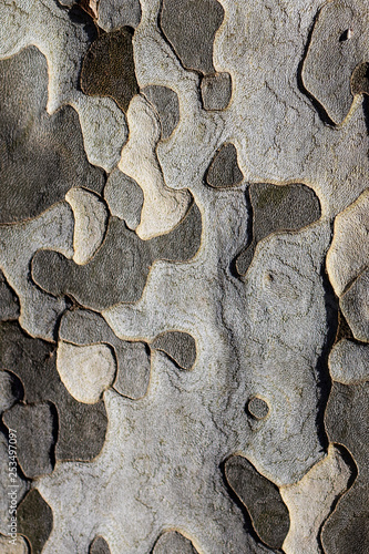 Plane tree or sycamore bark.