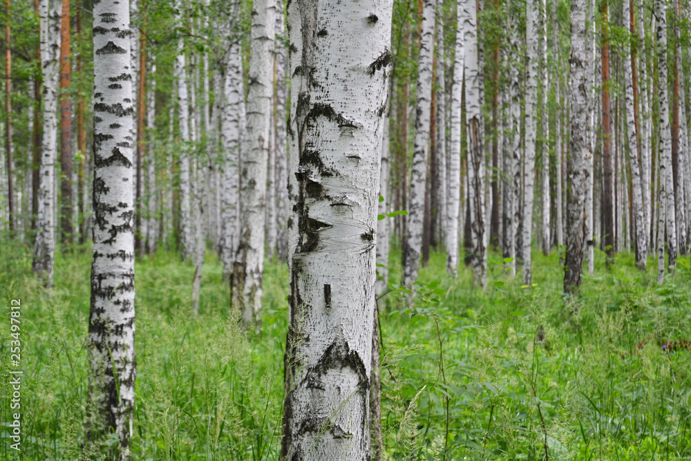 Obraz premium Birch grove in the forest