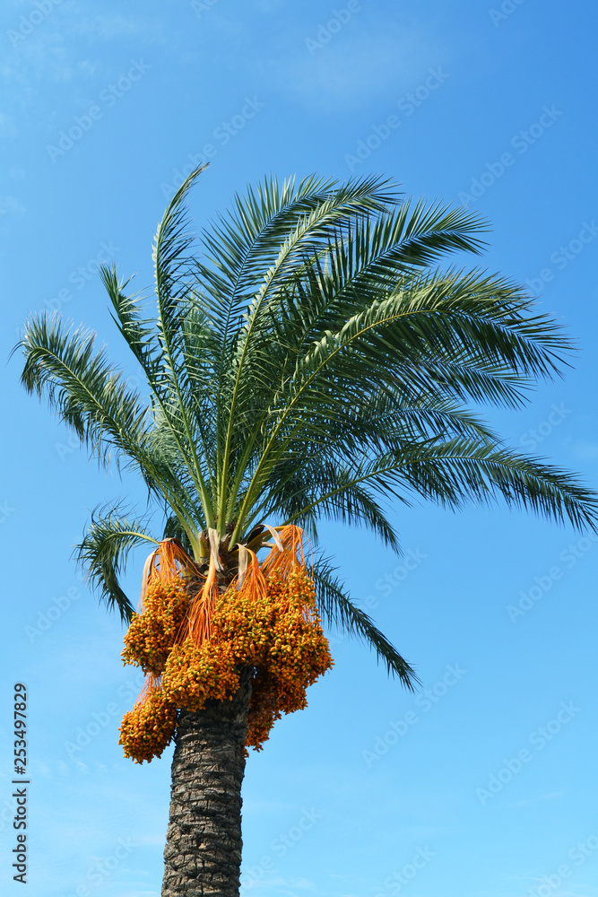 Date palm against the blue sky