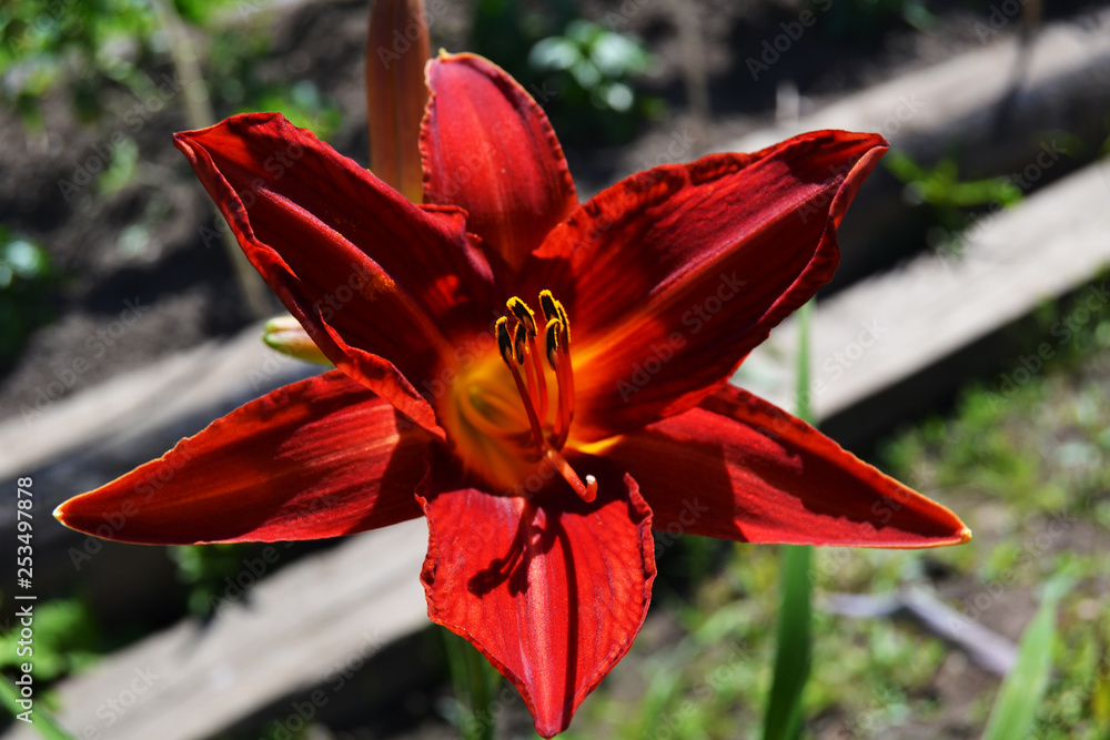 Red line blooming