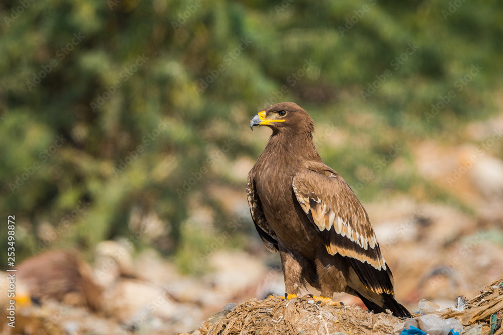 Steppe eagle (Aquila nipalensis) portrait at jorbeer, bikaner, India Steppe eagle (Aquila nipalensis) portrait at jorbeer, bikaner, India