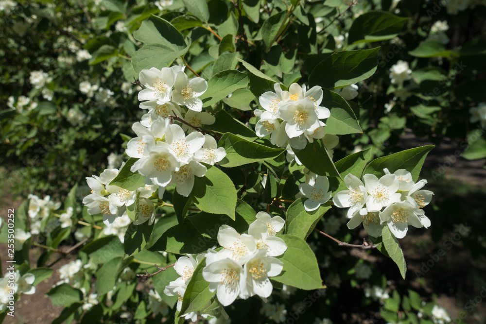 Four petaled white flowers of Philadelphus coronarius Four petaled white flowers of Philadelphus coronarius