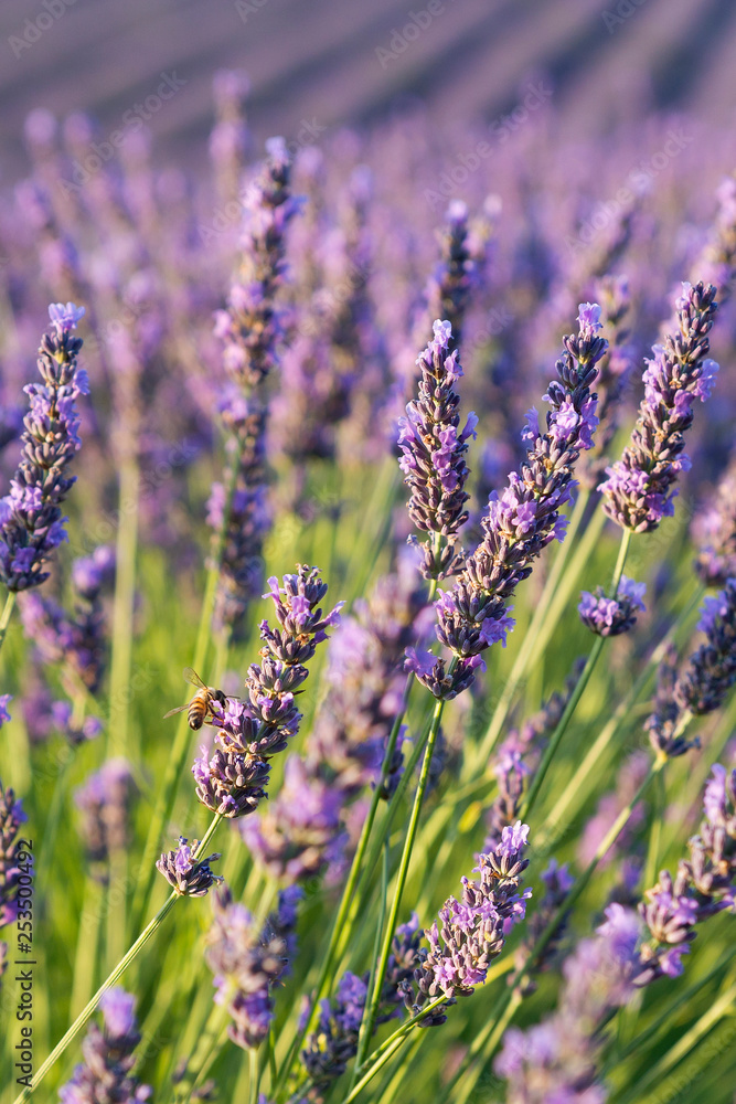 Fototapeta premium lavender