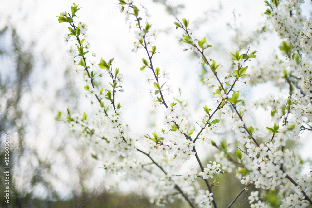 Cherry blossoms white flowers on a farmer's plantation. Horizontal photography Cherry blossoms white flowers on a farmer's plantation. Horizontal photography