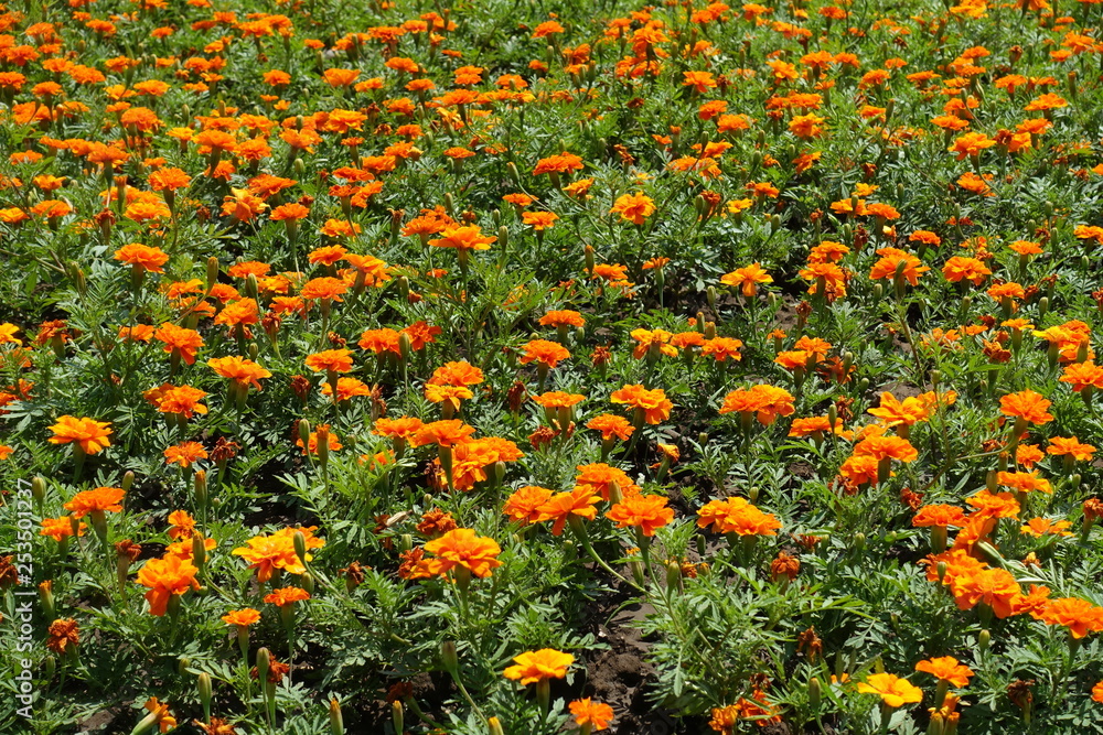 A lot of bright orange flowers of french marigolds