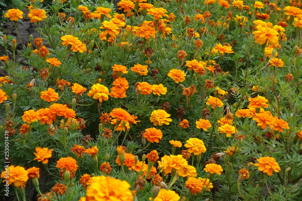 Flowers of french marigolds in shades of orange