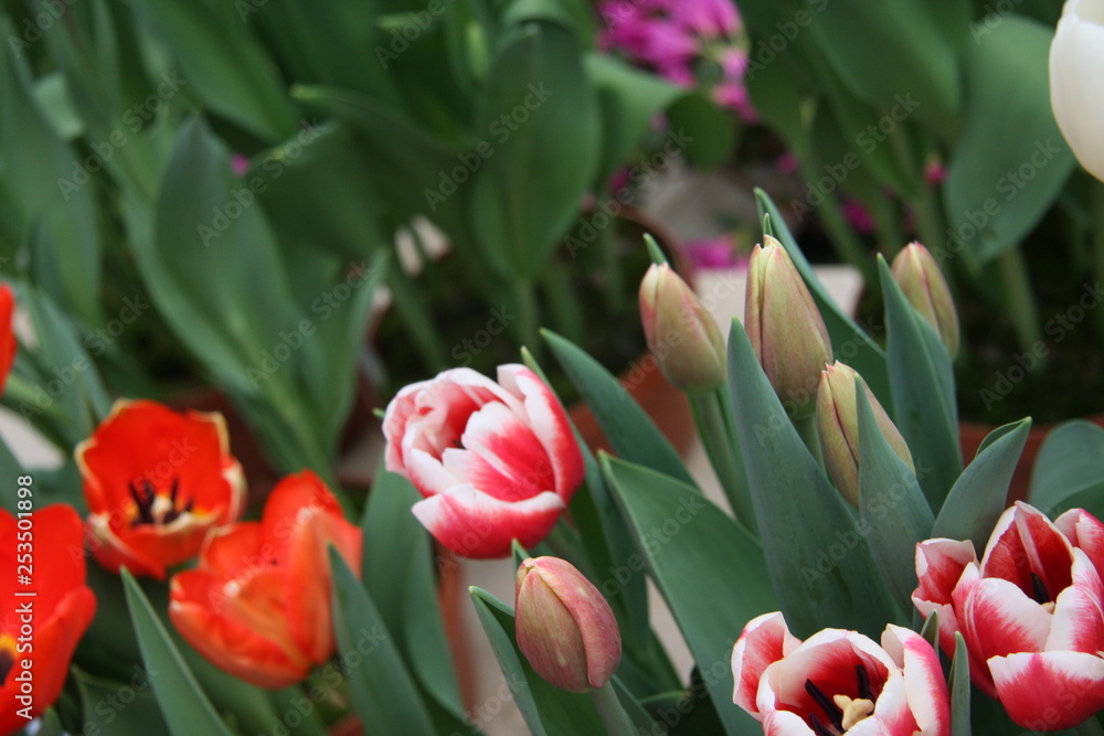 Spring tulips in garden