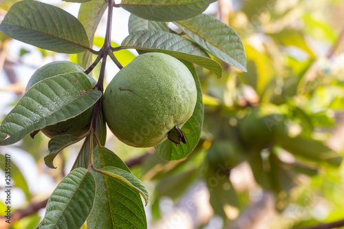 Green guava fruit hanging on tree photo