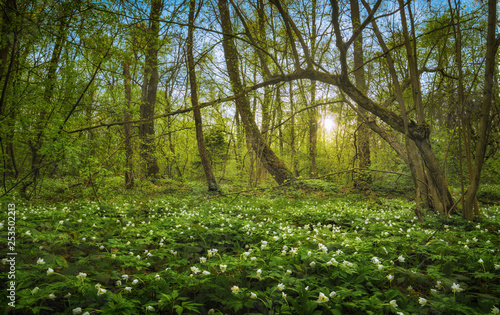 Majestic spring forest covered with carpet of flowers