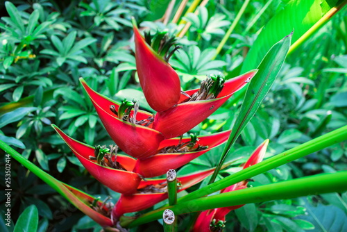 Red tropical caribbean heliconia flowers (Heliconia spp.) are blossom in the nature garden photo