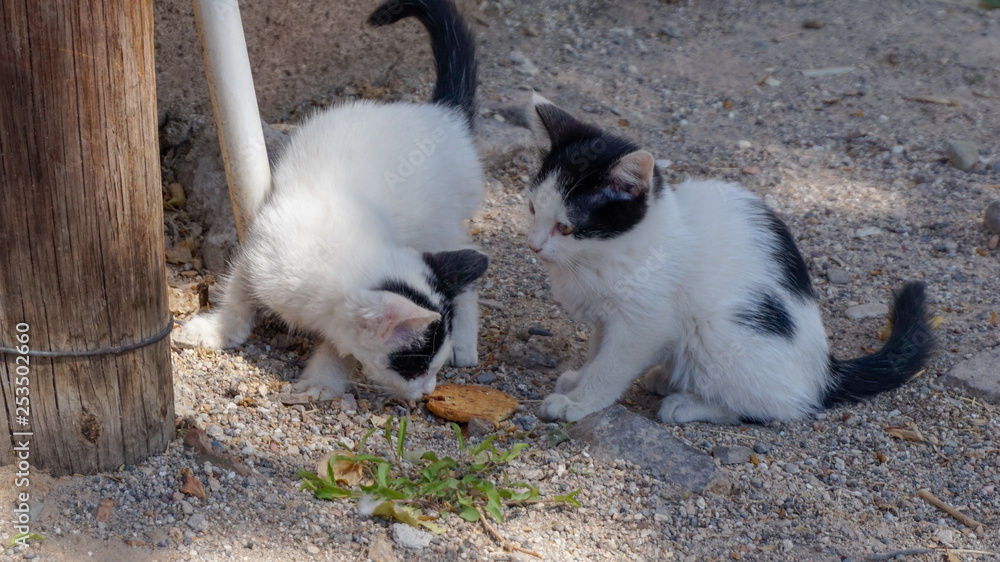 Kittens are having lunch