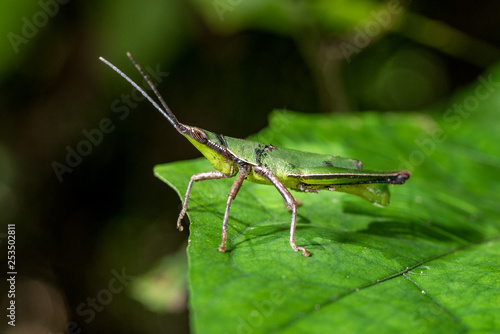 Closeup of Green grasshopper on a leaf.