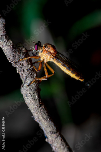 Close-Up of the beautiful Robber Fly with blurred background