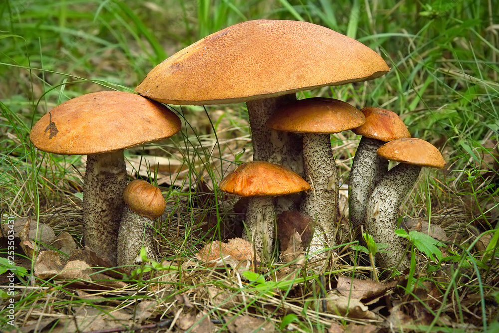 Aspen mushroom family. Large and small mushrooms Aspen mushroom family. Large and small mushrooms