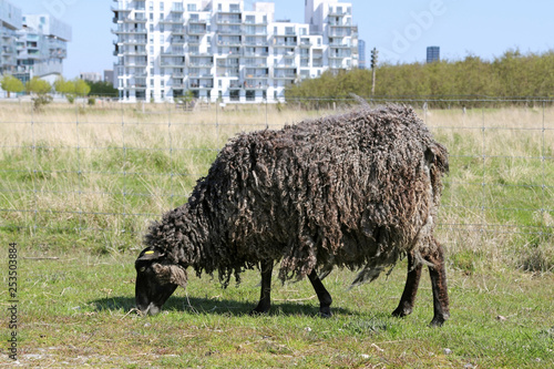 Fotografie Karakul sheep on field