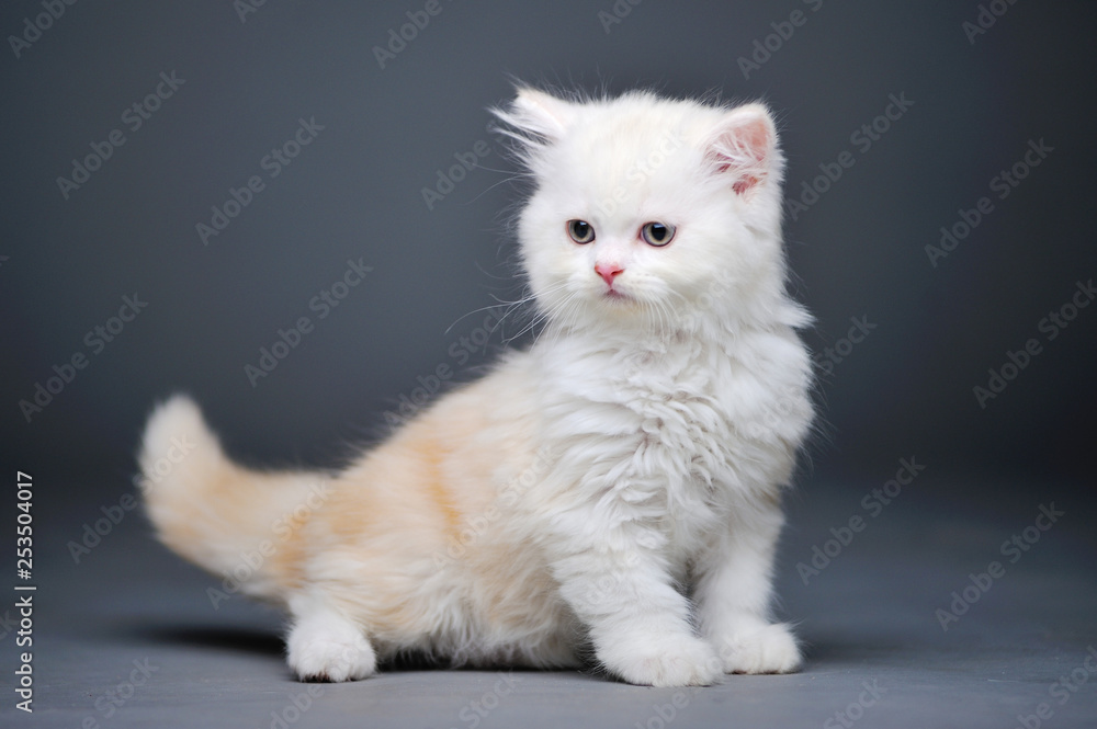 Little kitten on a black background