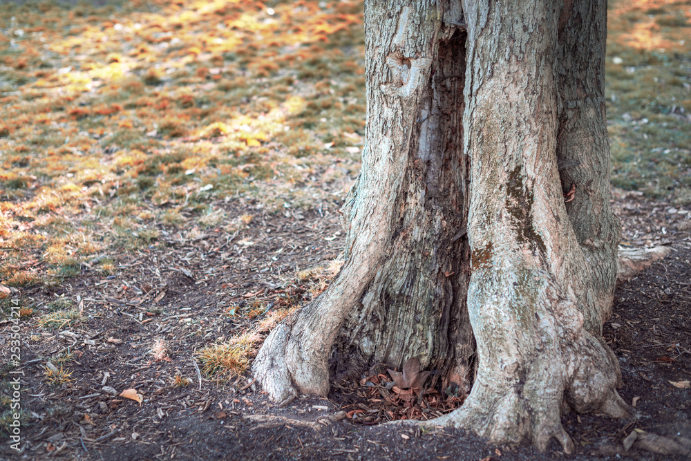 Hole in the trunk of a tree. Alice's tree in Wonderland Hole in the trunk of a tree. Alice's tree in Wonderland
