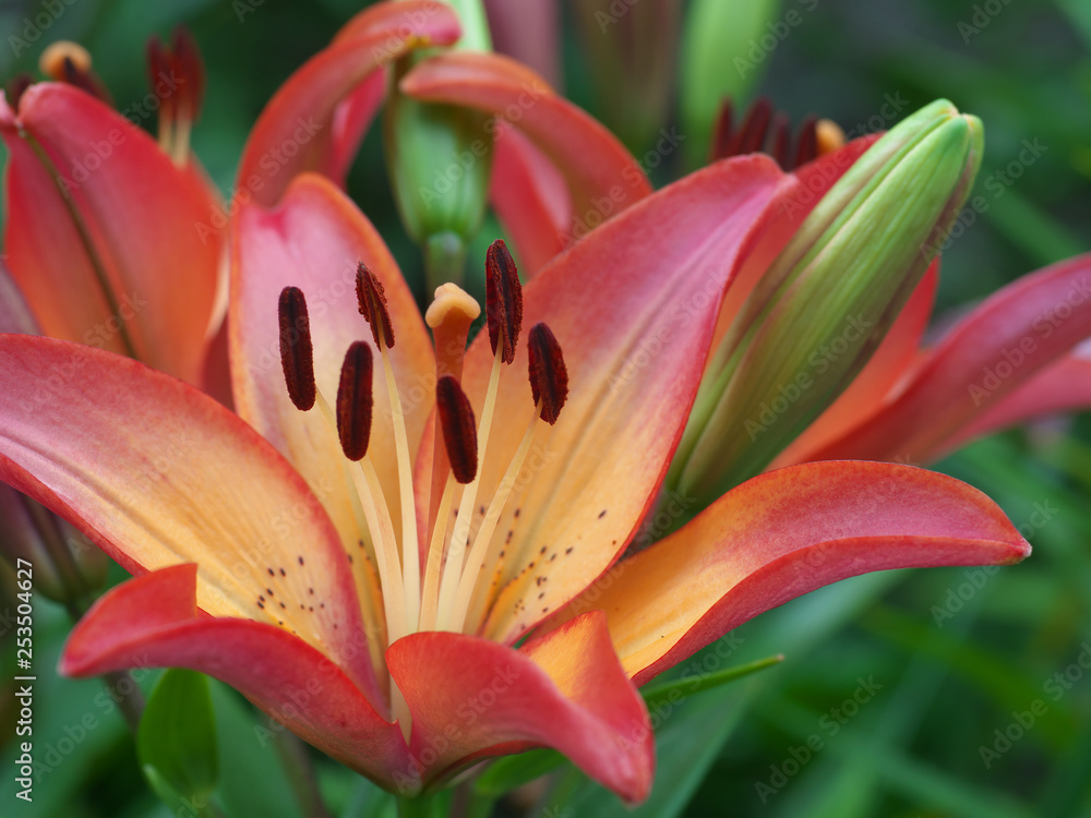 Obraz premium Closeup orange red yellow white Lily flowers in a garden bed, Macro shot, Pistil and stamen and bud and drop scent oil.