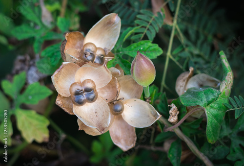 Dry elongated seed pods of Operculina Turpethum (Aniseia Martinicensis, Choisy Share) on the vine in natural tropical forest of Thailand photo