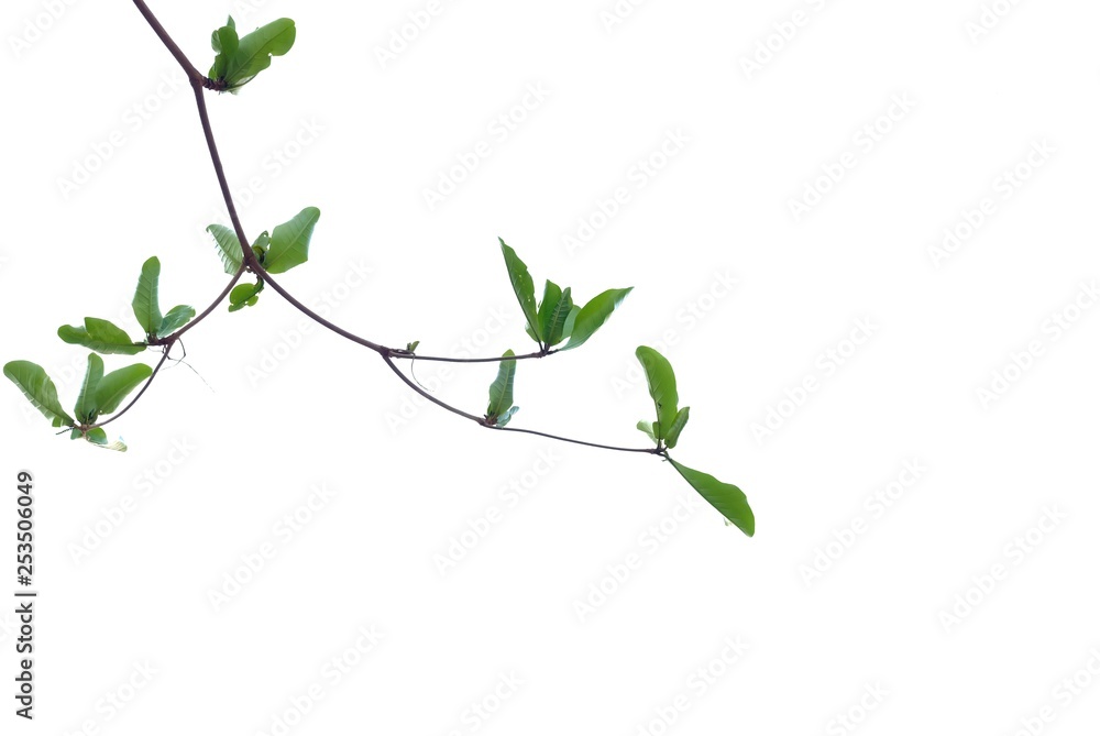 Obraz premium Young Indian almond tree leaves with branches on white isolated background for green foliage backdrop 