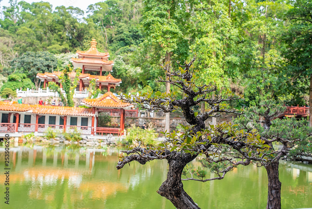 Fototapeta premium Garden bonsai in the bonsai garden of Shenzhen Xianhu Botanical Garden