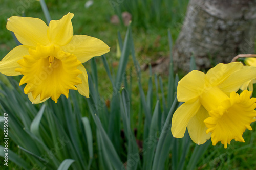 Yellow daffodils in wales for St Davids day