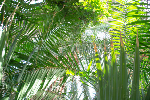 jungle palm trees