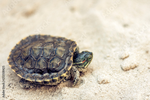 Common Slider  also known as Cumberland Slider Turtle  Red-eared Slider Turtle  Slider  Trachemys scripta  on a sand.