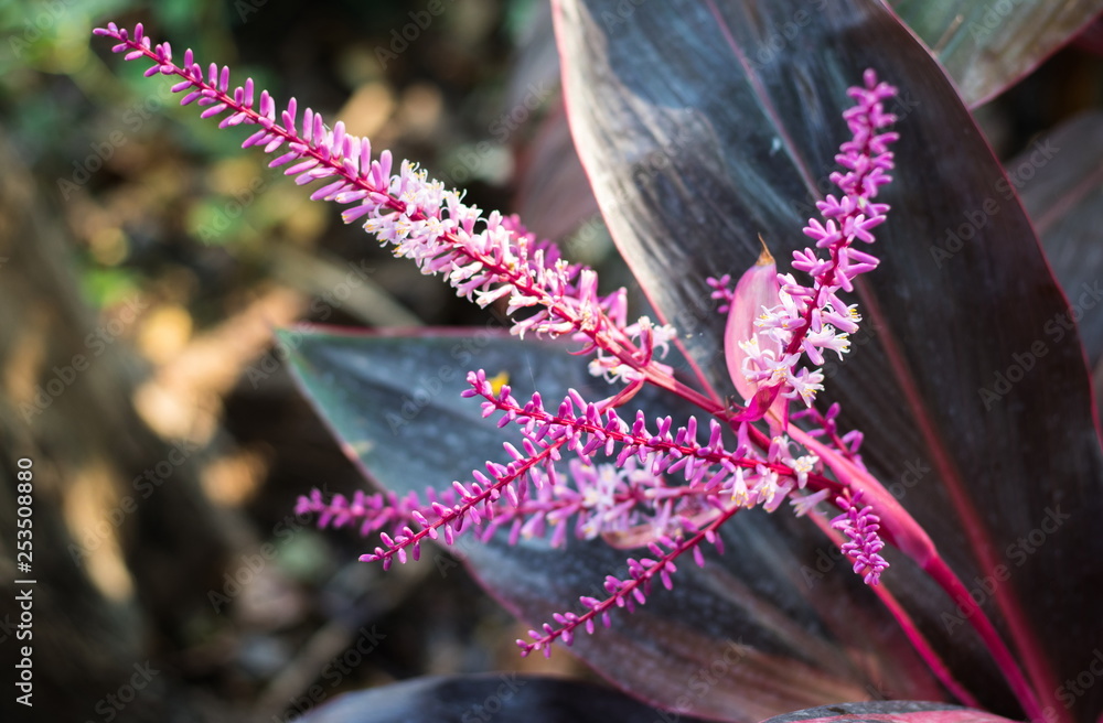 Inflorescence or beautiful flowers of Ti plant, Cordyline or Dracaena palm (Cordyline Fruticosa) are blossoming in the nature background Inflorescence or beautiful flowers of Ti plant, Cordyline or Dracaena palm (Cordyline Fruticosa) are blossoming in the nature background