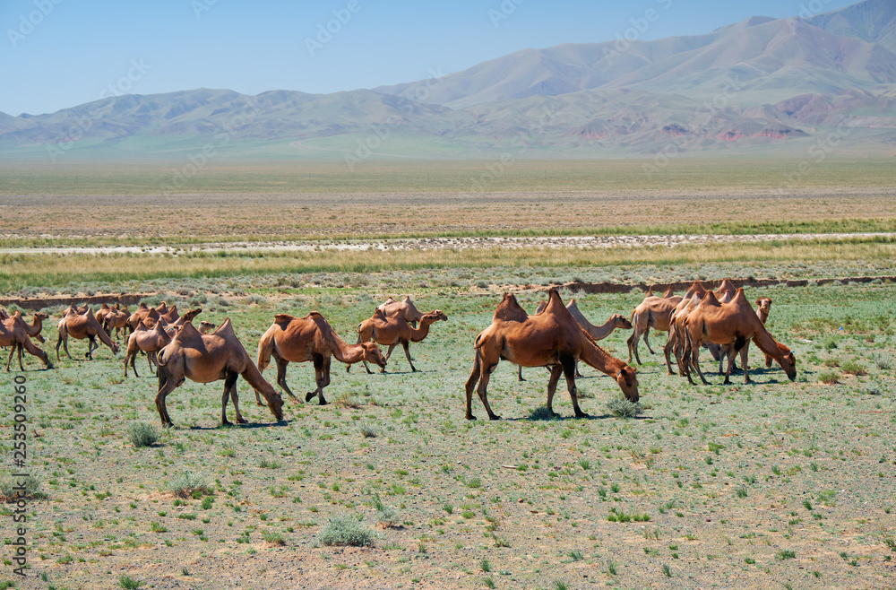 Fototapeta premium Bactrian camels in mongolian stone desert in Mongolia.