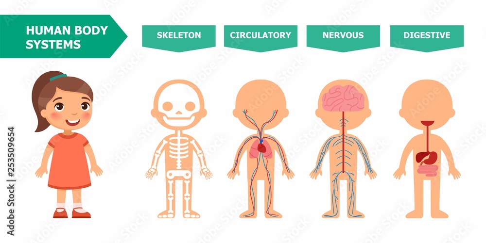 The structure of the human body - anatomy for children. Systems: skeletal, circulatory, nervous, digestive. Cartoon vector illustration. Card for teaching aid, for use in animation, applications Stock Vector | Adobe Stock The structure of the human body - anatomy for children. Systems: skeletal, circulatory, nervous, digestive. Cartoon vector illustration. Card for teaching aid, for use in animation, applications Stock Vector | Adobe Stock