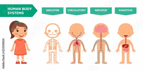 The structure of the human body - anatomy for children. Systems: skeletal, circulatory, nervous, digestive. Cartoon vector illustration. Card for teaching aid, for use in animation, applications