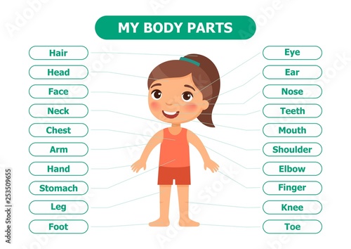 My body parts - anatomy for children. Cartoon vector illustration. Card for the teaching aid. For use in animation, applications, printing.
