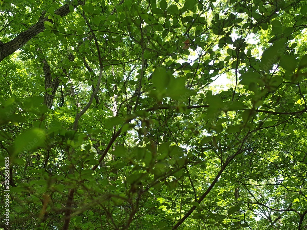 Nature Nature