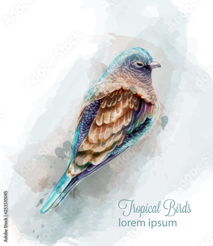 Tropic colorful bird Vector watercolor. Cute small bird illustrations