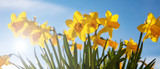 Spring flowers, yellow daffodils on blue sky background