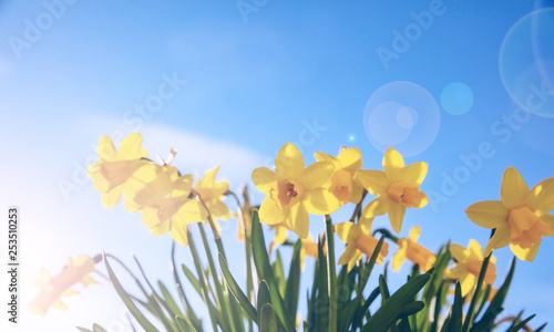 Fototapeta Naklejka Na Ścianę i Meble -  Spring flowers, yellow daffodils on blue sky background